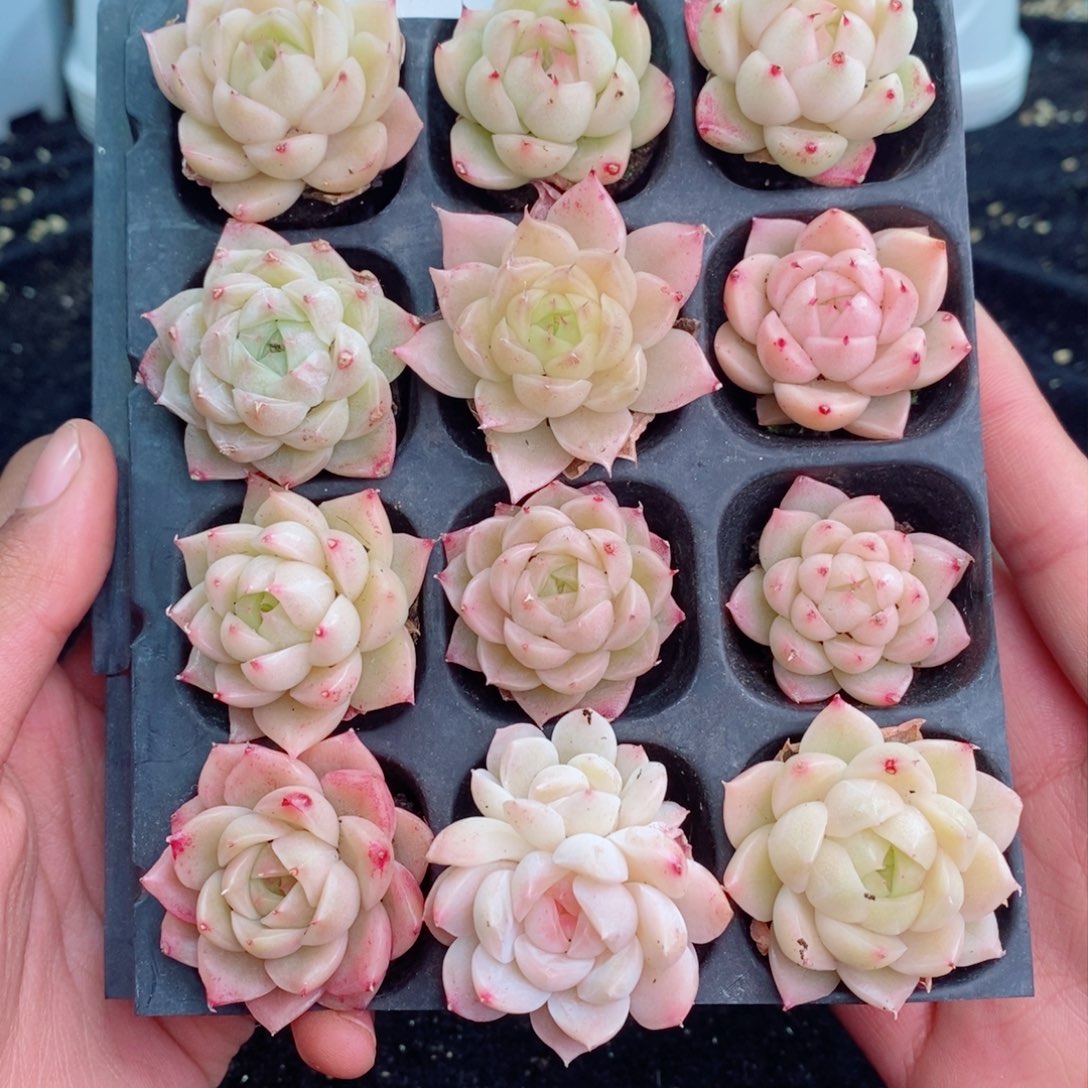 2-868 新疆西藏内蒙不发其他一单包邮两到三公分多肉