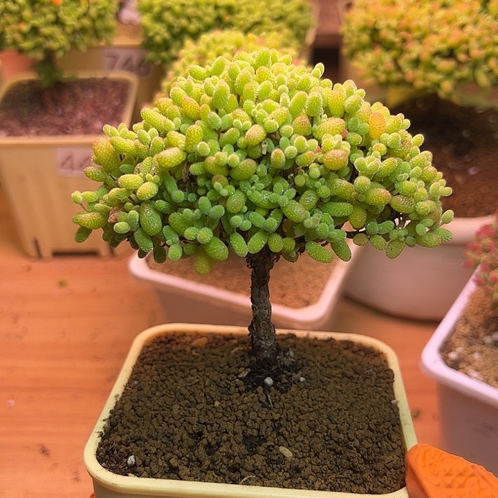 无花朵738金橘糖球