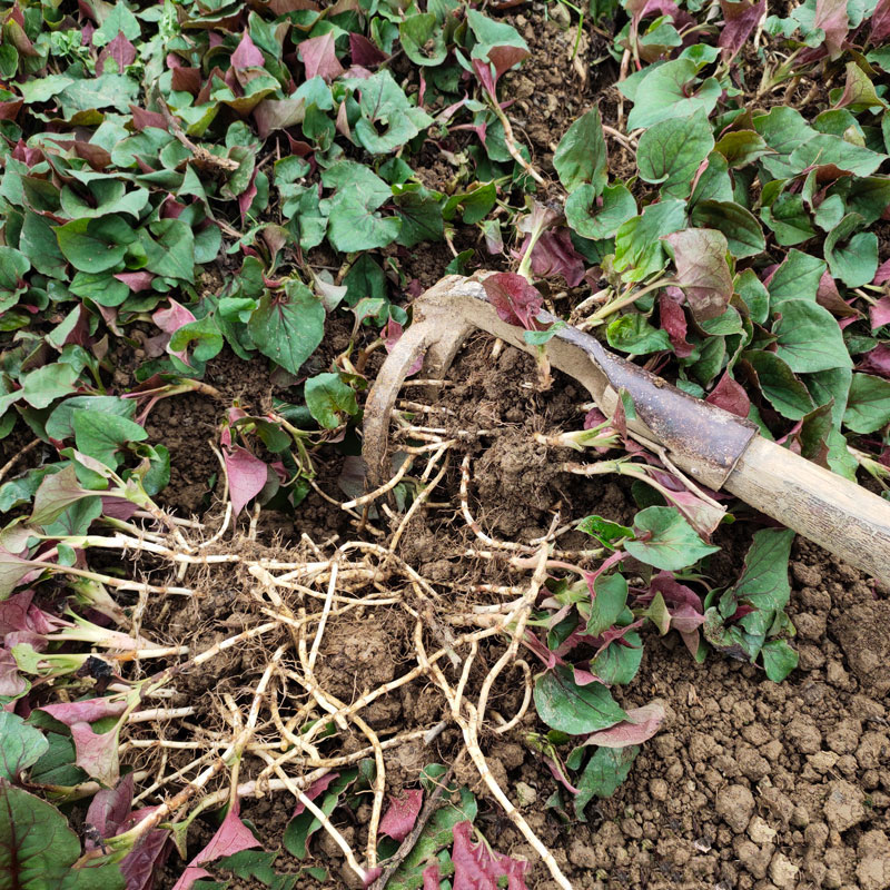 1斤-5斤贵州长顺本地生长农家新鲜鱼腥草现挖折耳根凉拌节节根
