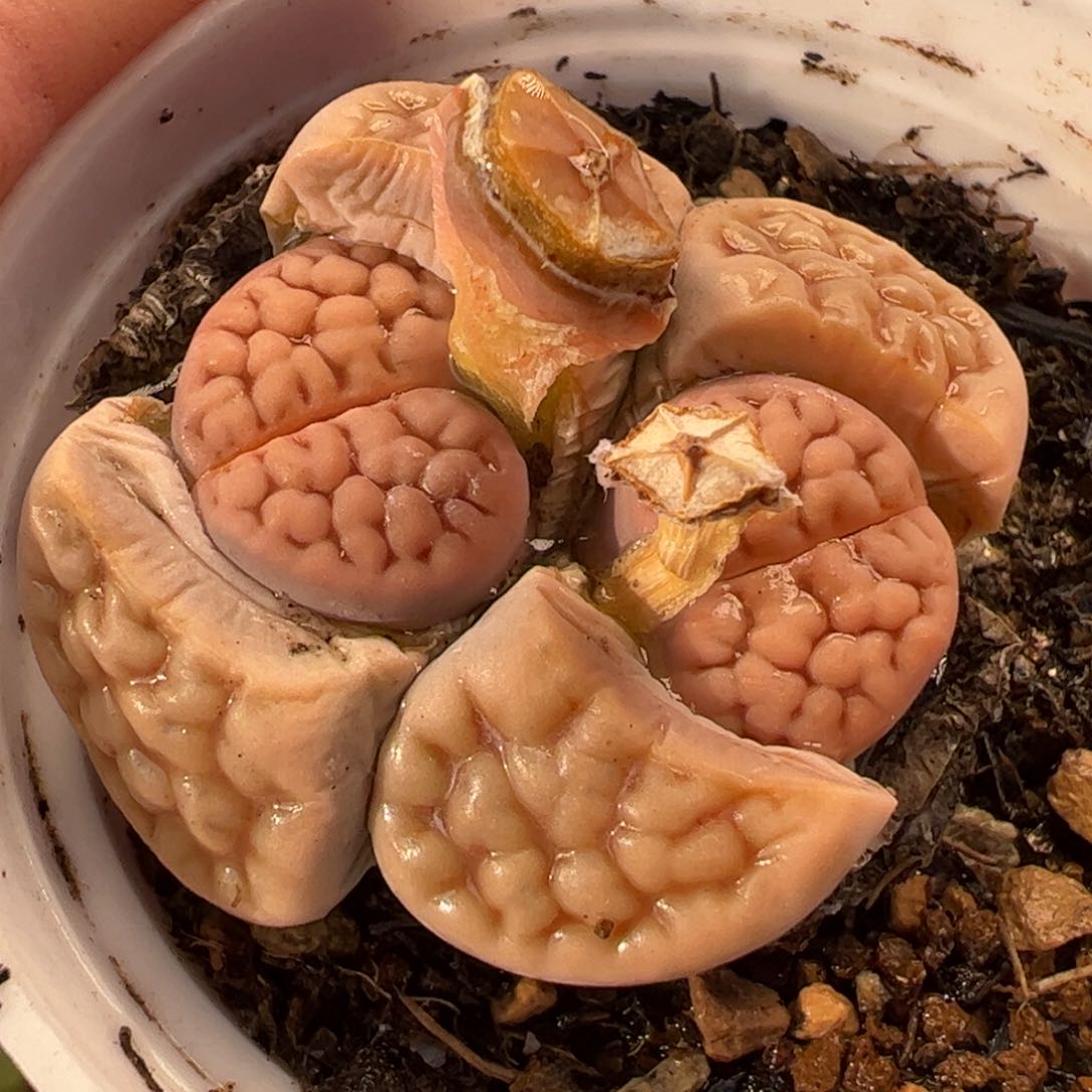 057多肉植物百科