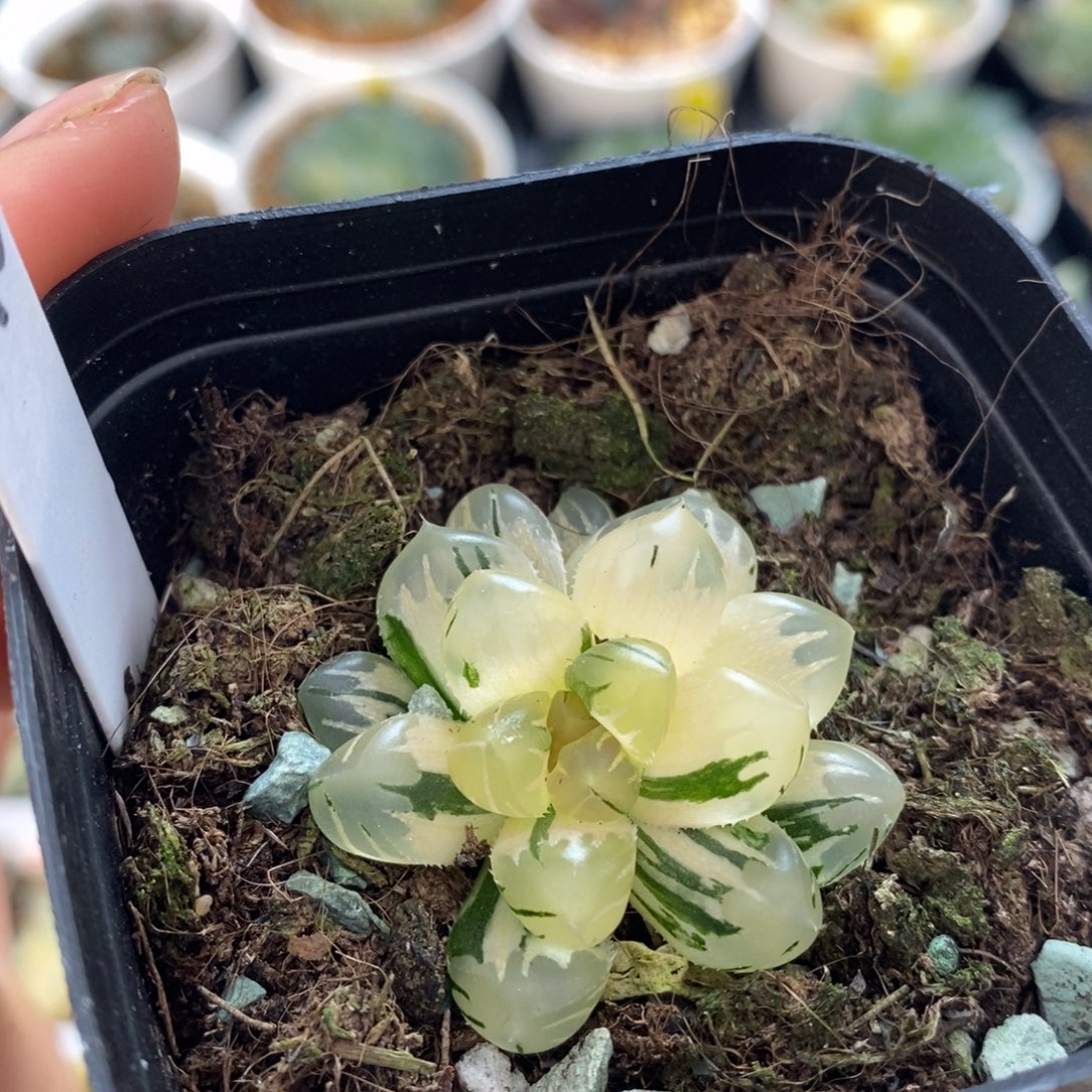 不开花植物46玉露