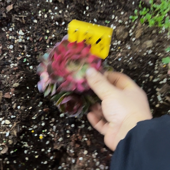 多肉植物福利184