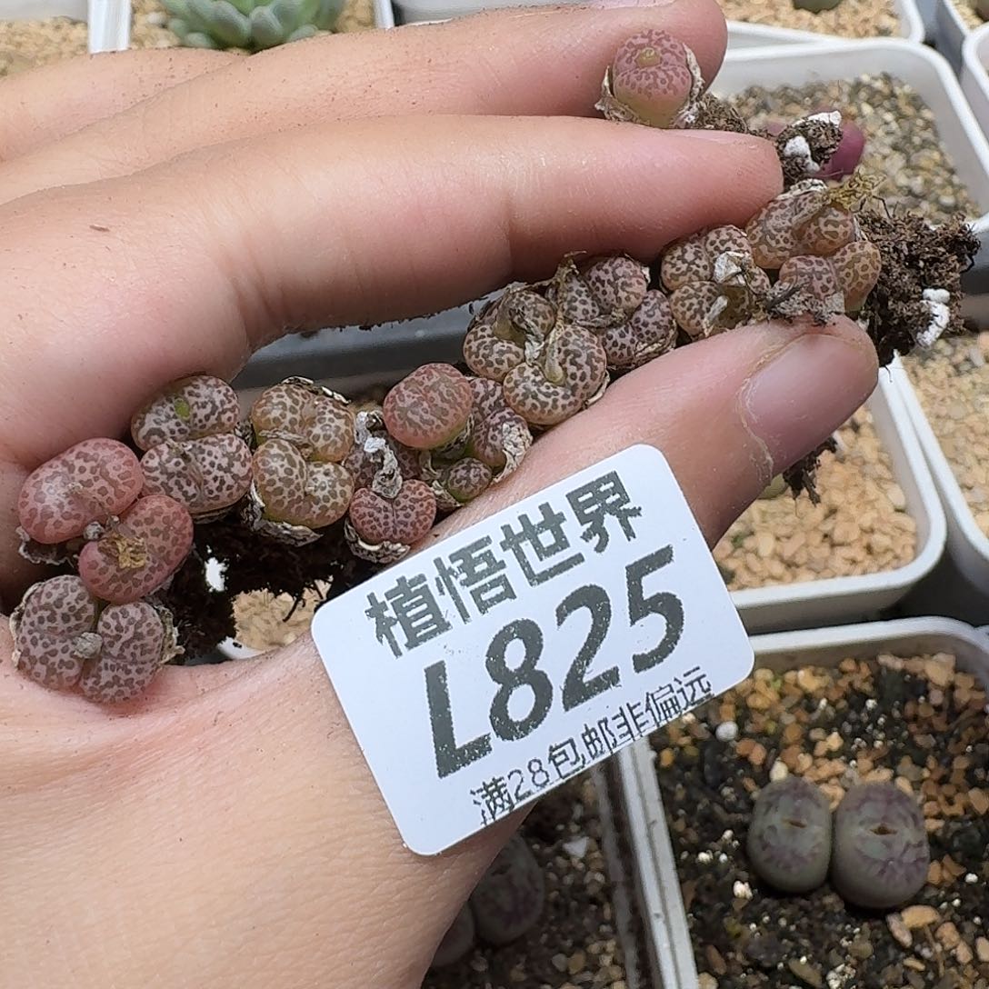 b***u多肉植物的人生tgh