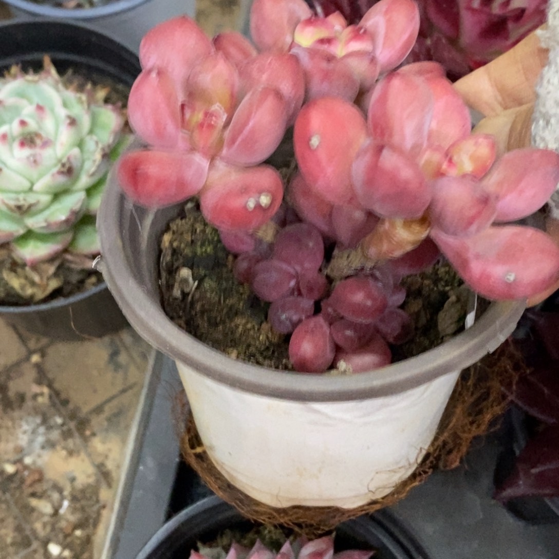 精品多肉一物一拍不包整218