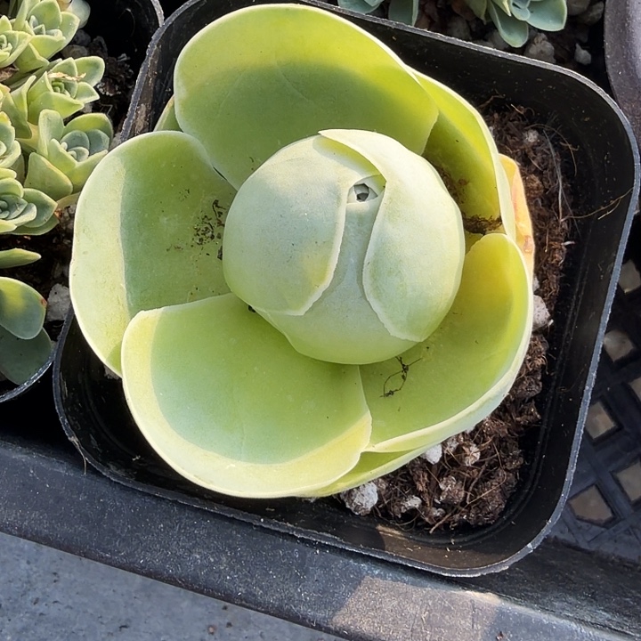 鸡蛋玫瑰满12.9包邮