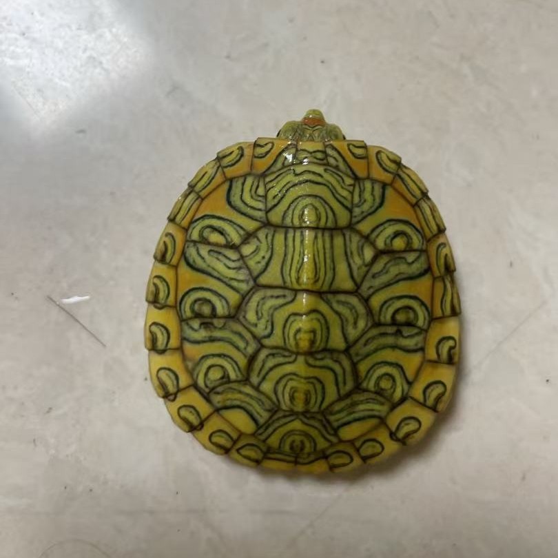 乌龟直播间二号链接