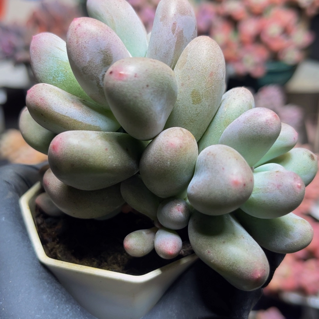 716米克奶酪9厘米多肉