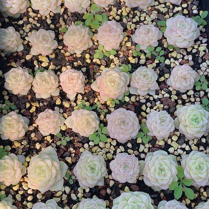 89 多肉植物盆栽花卉植物