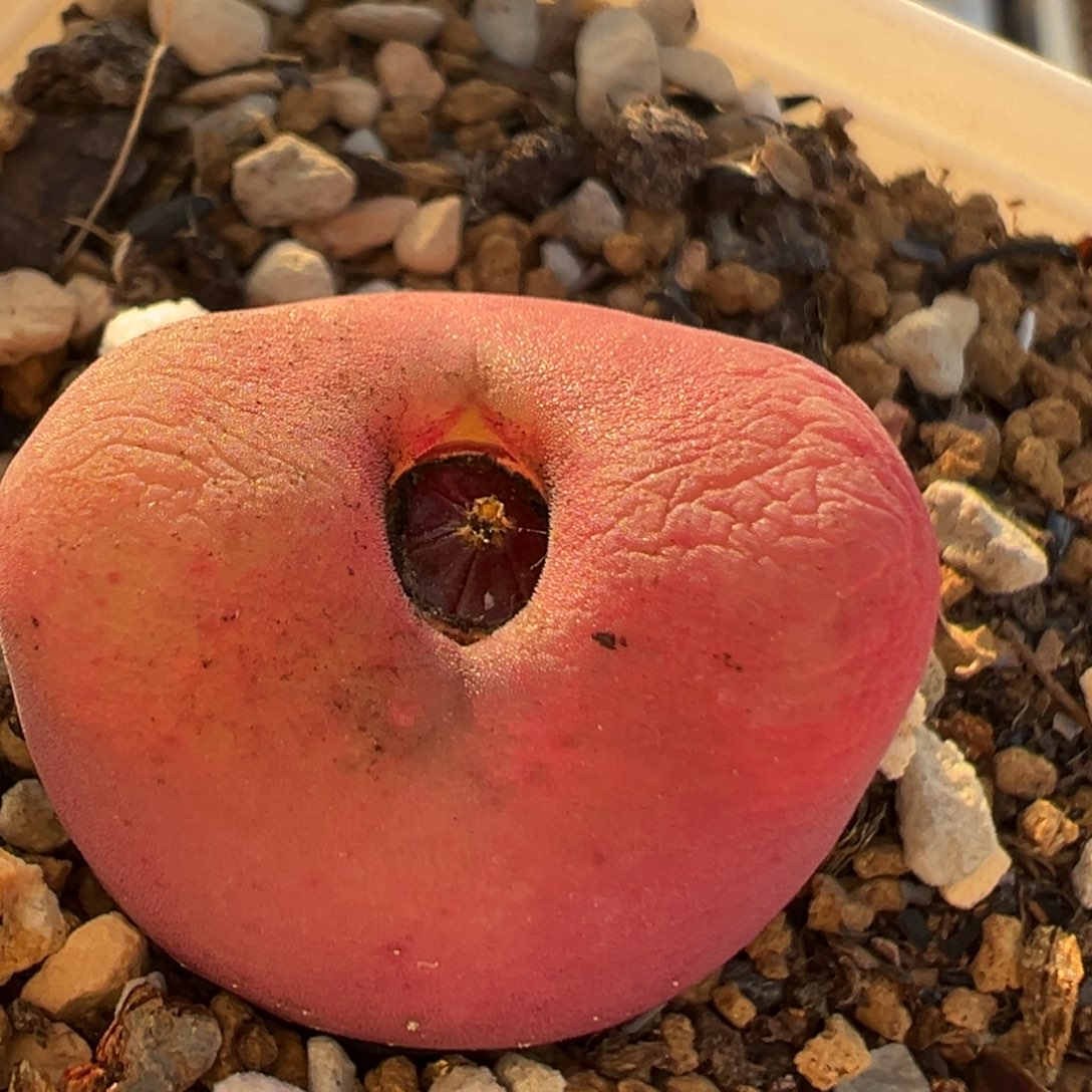 66多肉植物百科知识