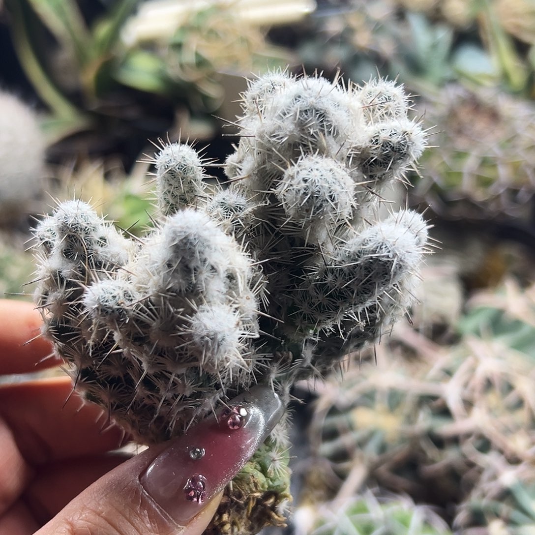 都锦有根仙人球66666666