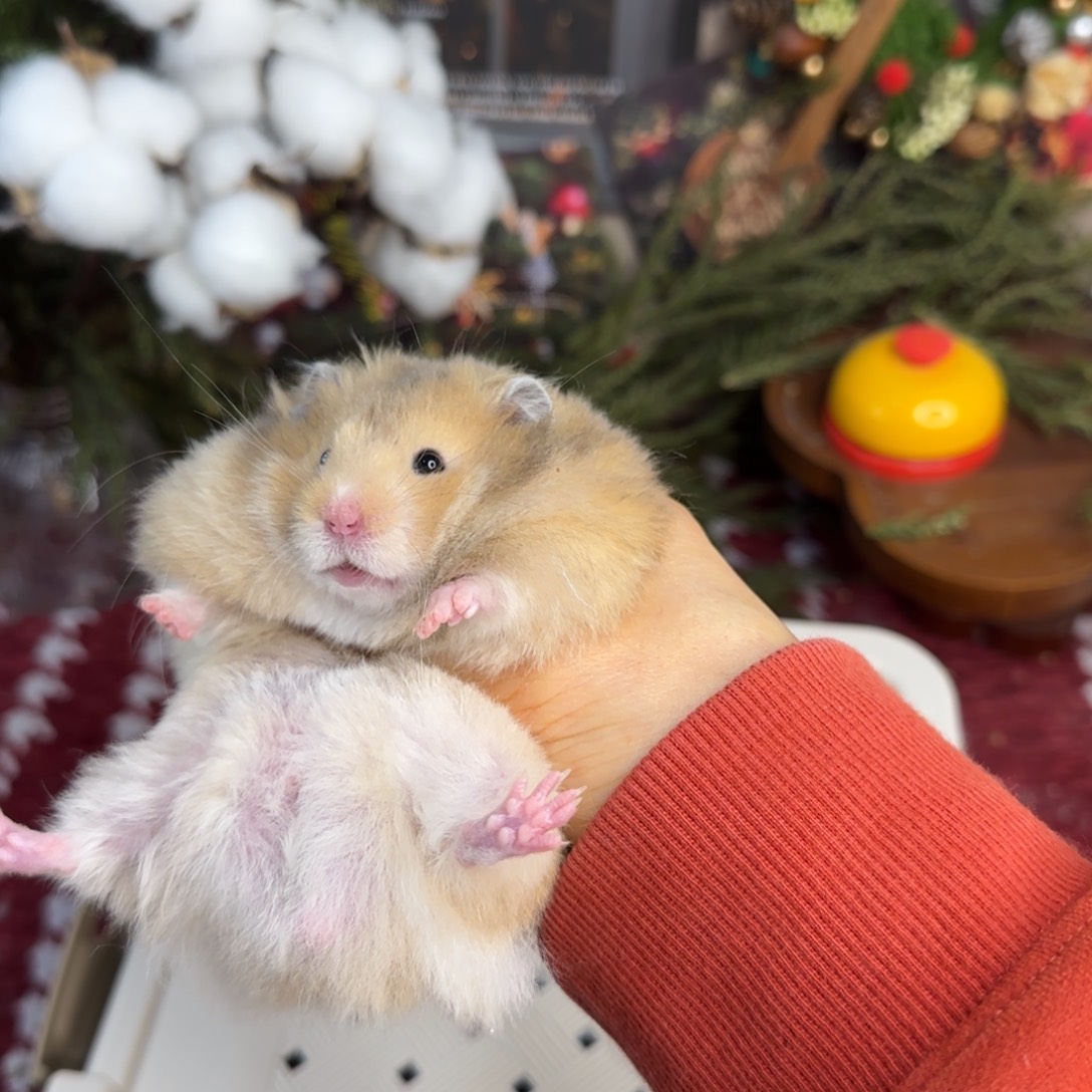 暗化虎纹弟弟10.25生日