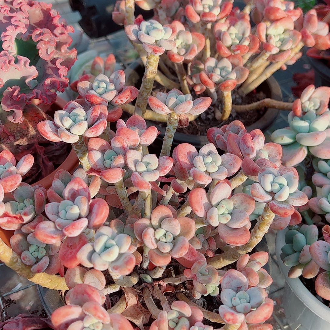 樱花红洛神多头造型精品