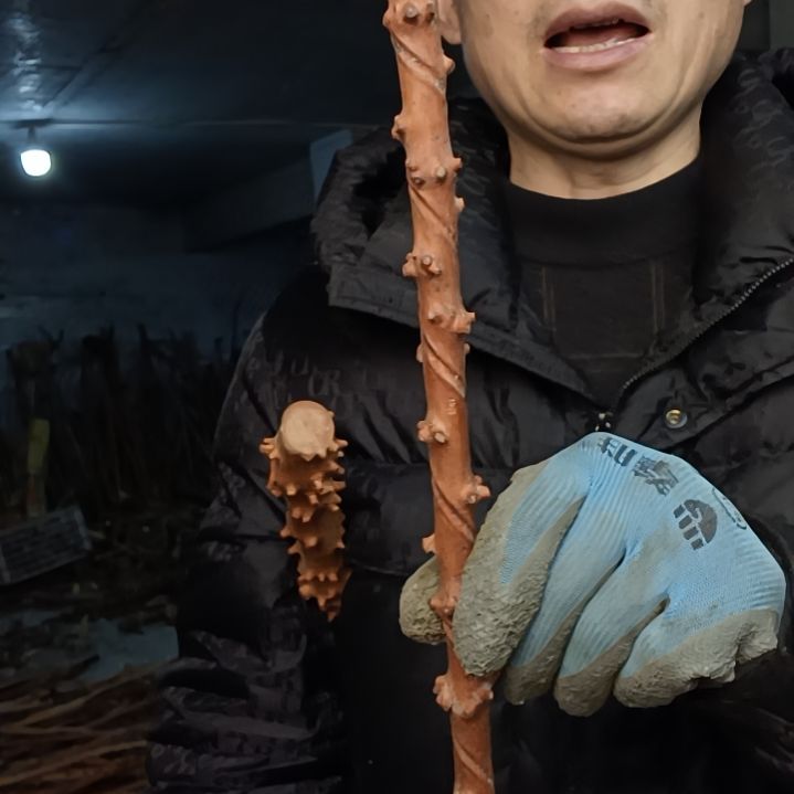 稳定木?**?贵州檬子木   铁马鞭   根艺  半成品