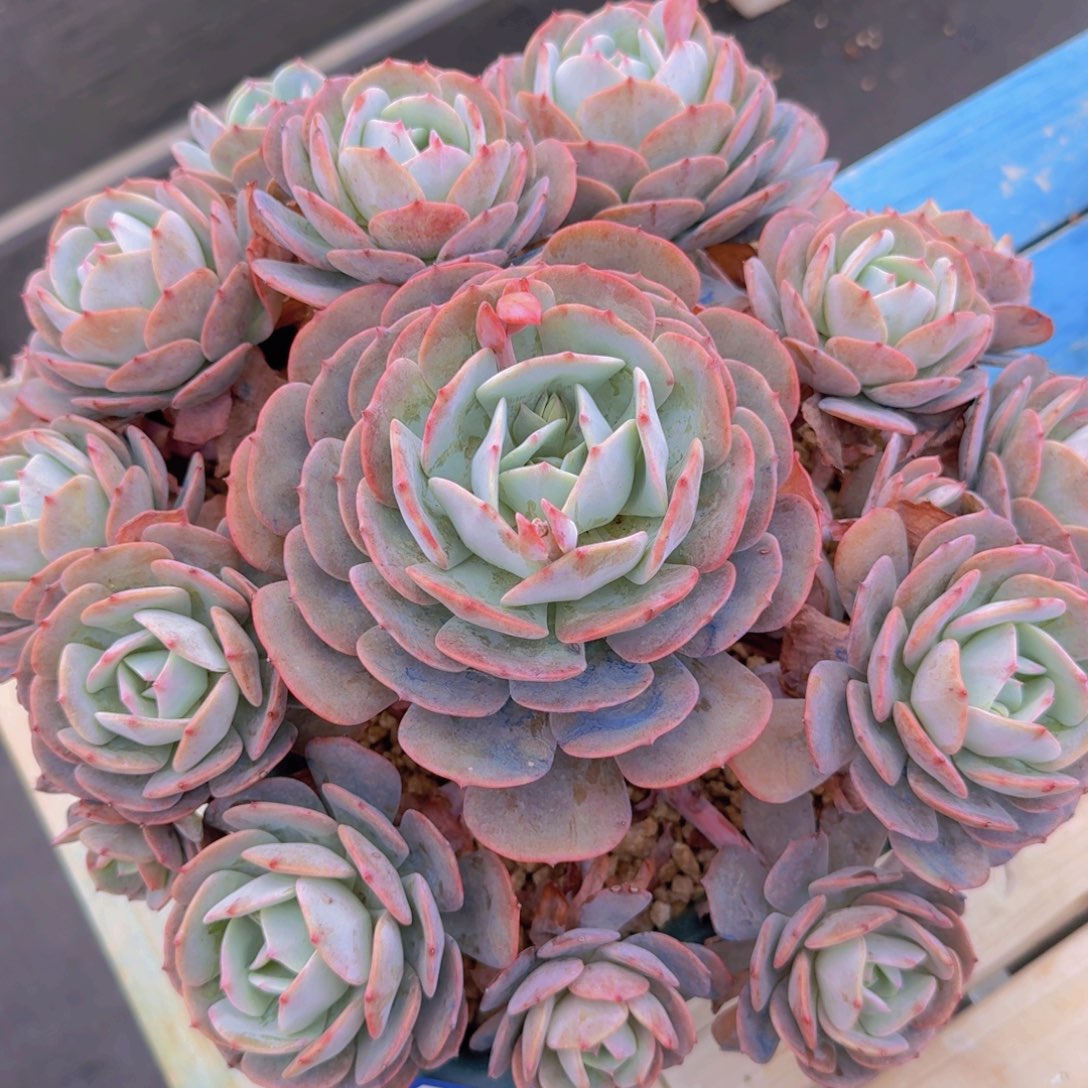 1424台阁凡艺多肉