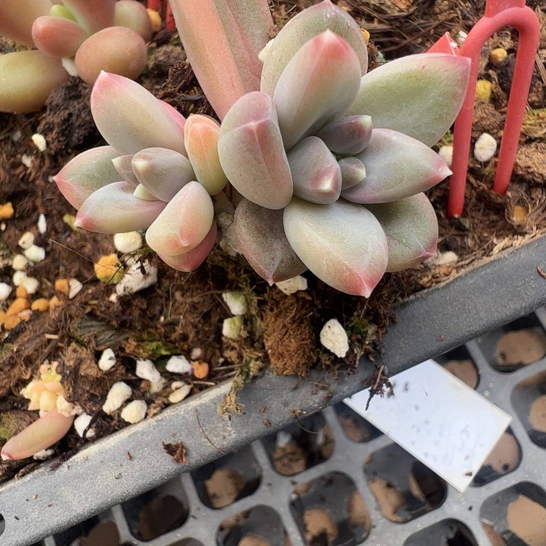 @***@多肉植物多肉植物