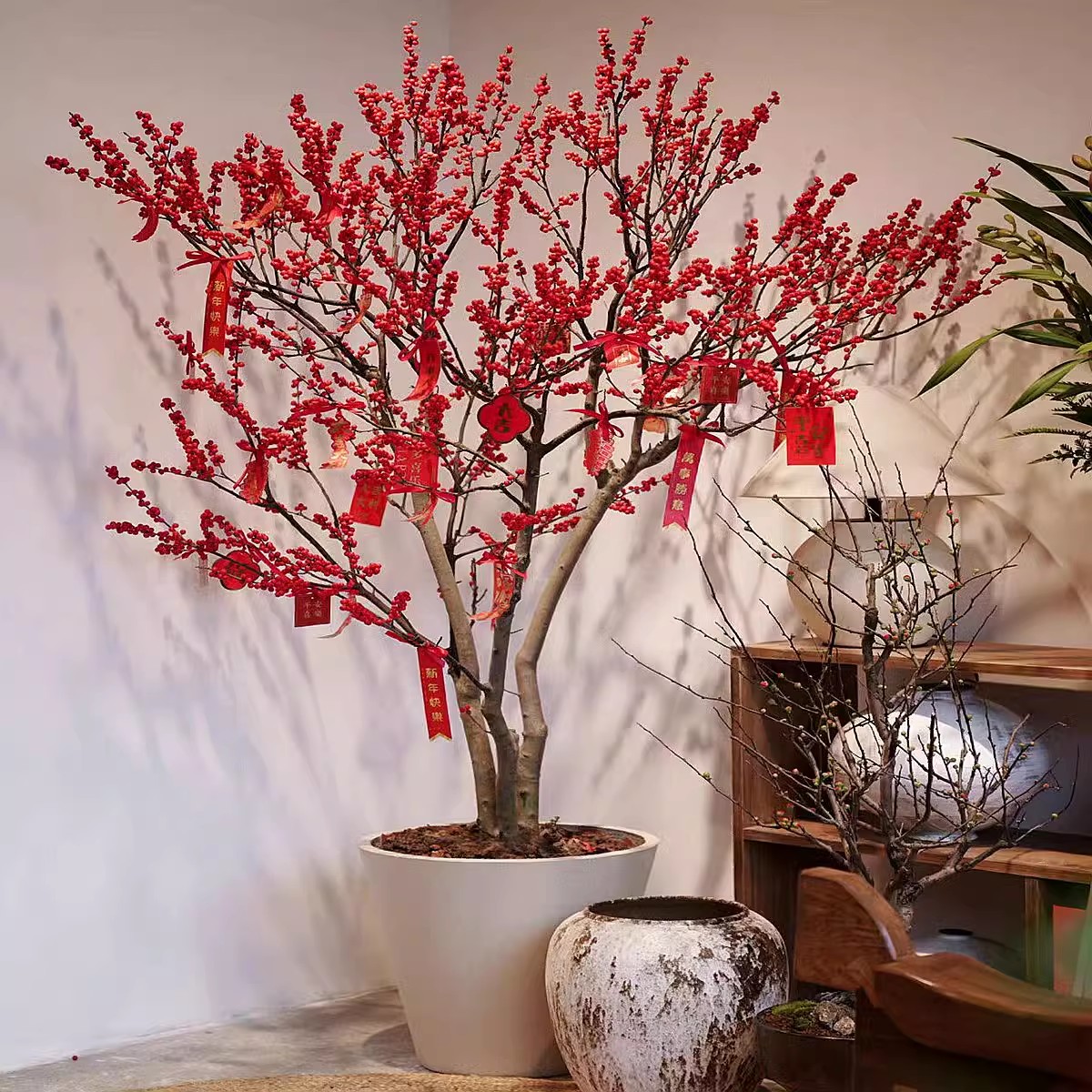 北美冬青盆栽适合室内室外阳台耐寒老桩盆景水培植物四季好养易活