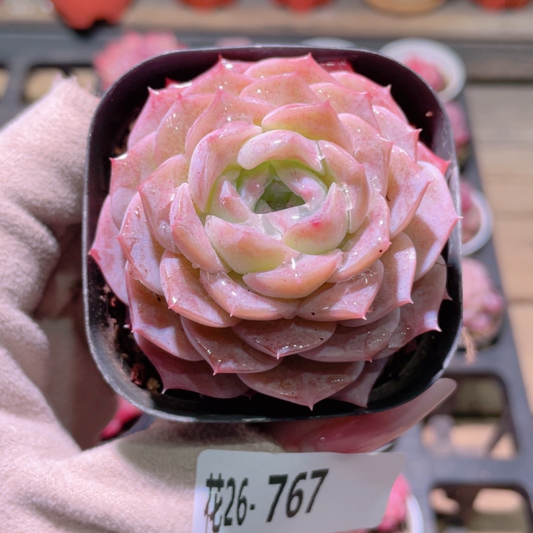 花利美26-767纯爱