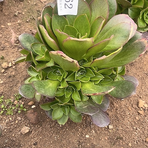 762魅金玫瑰多肉法师