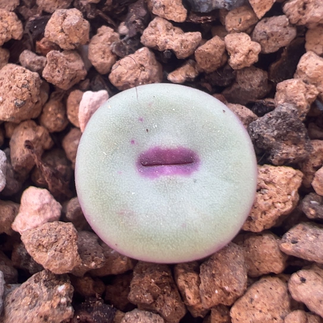 69多肉植物百科植物