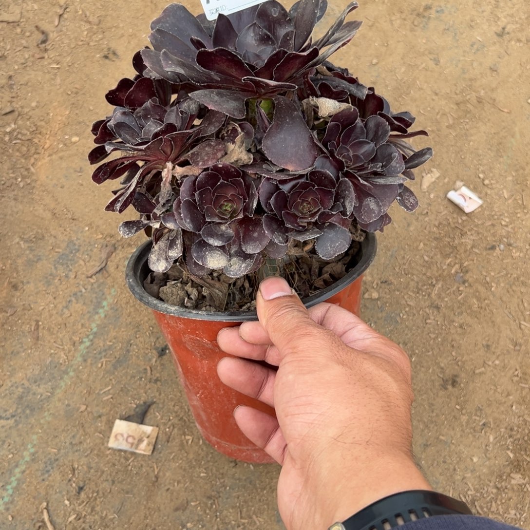 925黑玫瑰多肉植物法师多肉