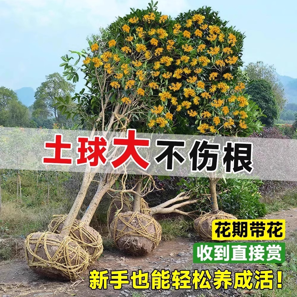 桂花树苗四季常青金桂丹桂庭院绿植花卉盆栽地栽别墅园林绿化苗木