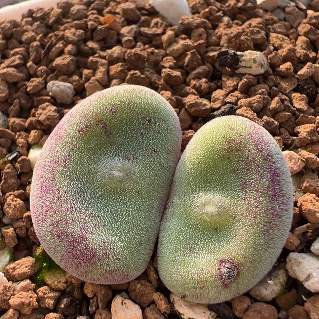 231多肉植物百科植物