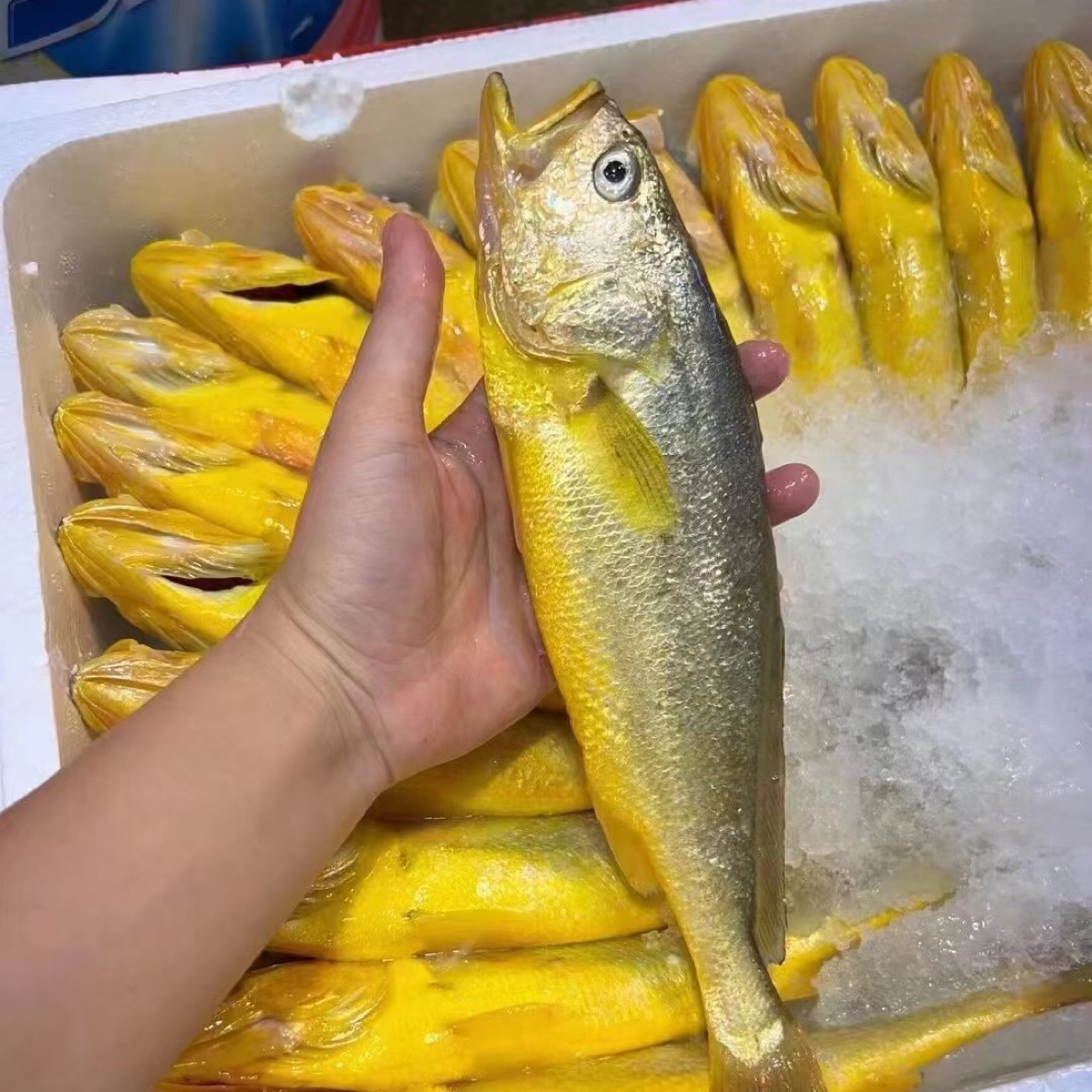 同城配送冰鲜黄鱼 38 一条