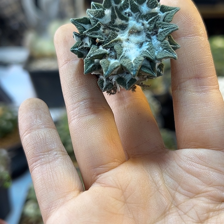 109号自根黑牡丹4公分