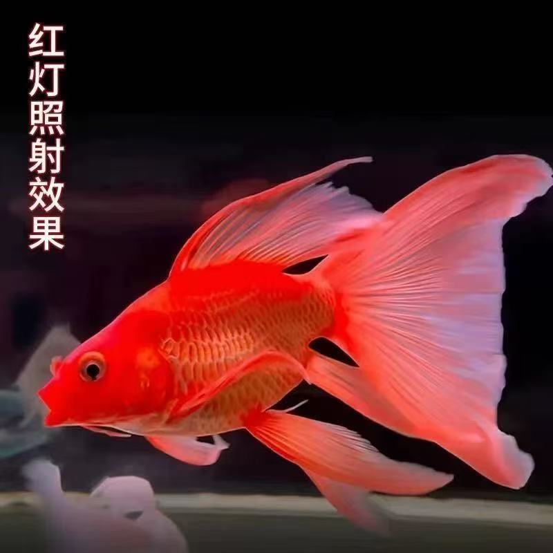 红色短身18-23饲养混养纯种蝴蝶鲤观赏鱼好养短身长尾适合混养