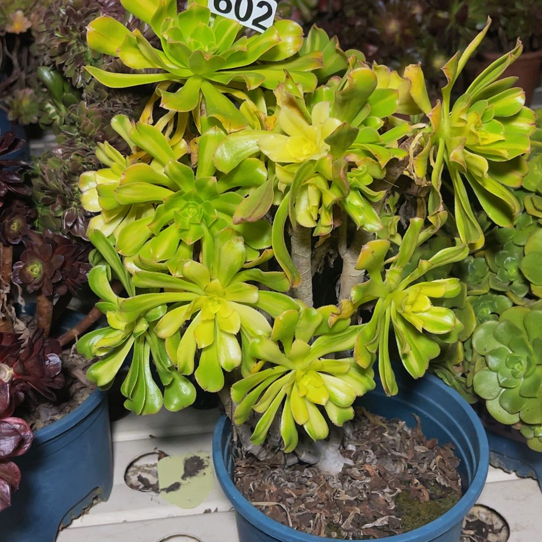 法师法师7/37包邮法师