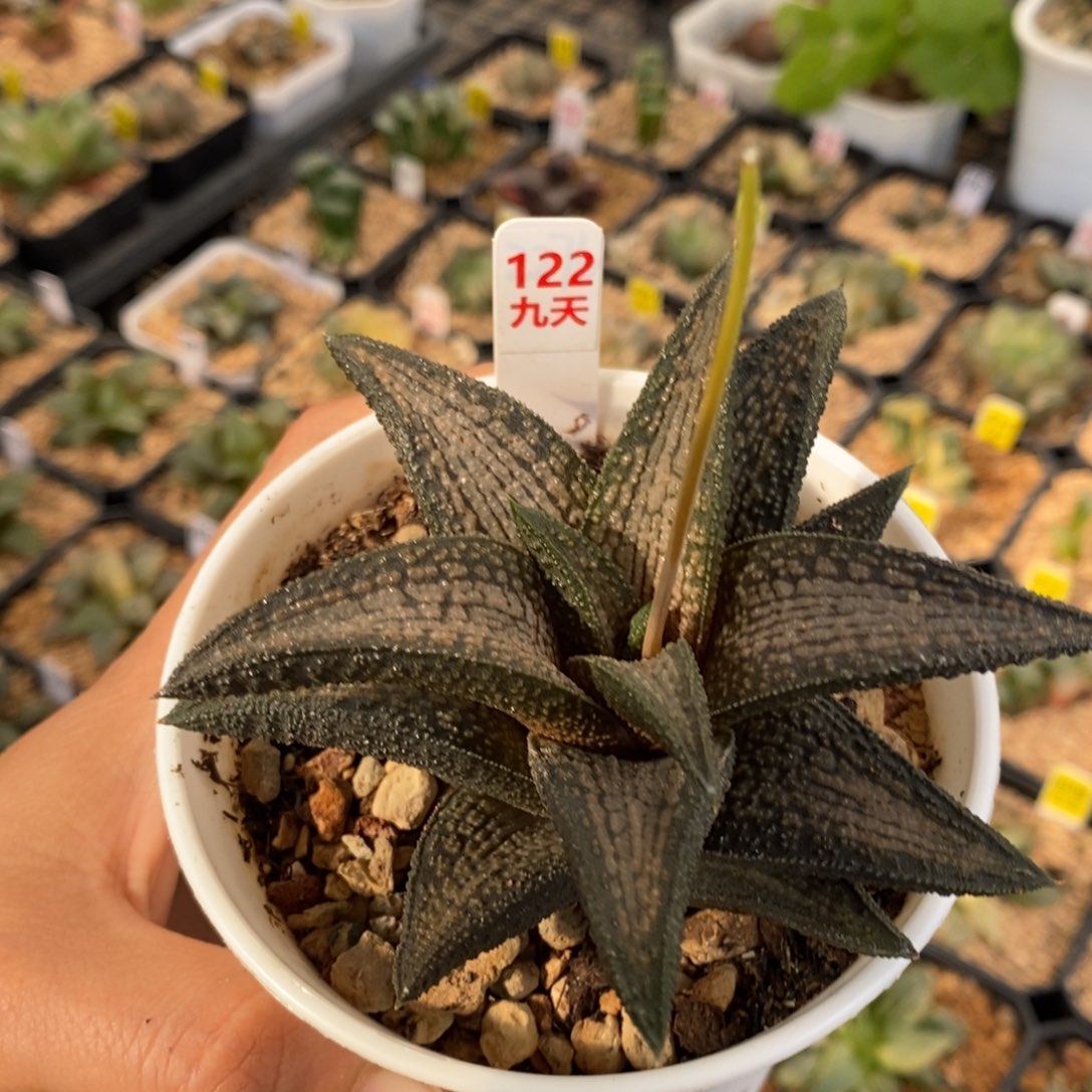 122号锦带桥硬叶十二卷