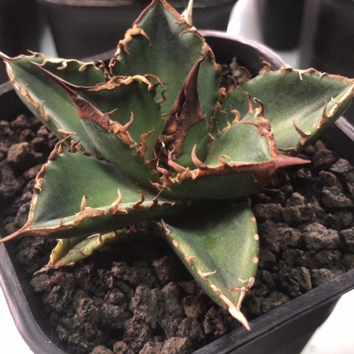 朕****绿犀牛仁王冠龙舌兰