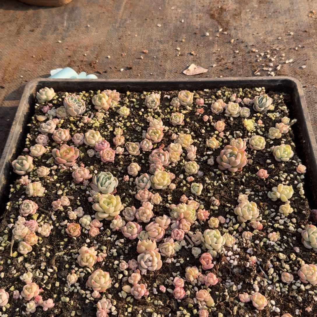 珍妮切糕不带筐24-33