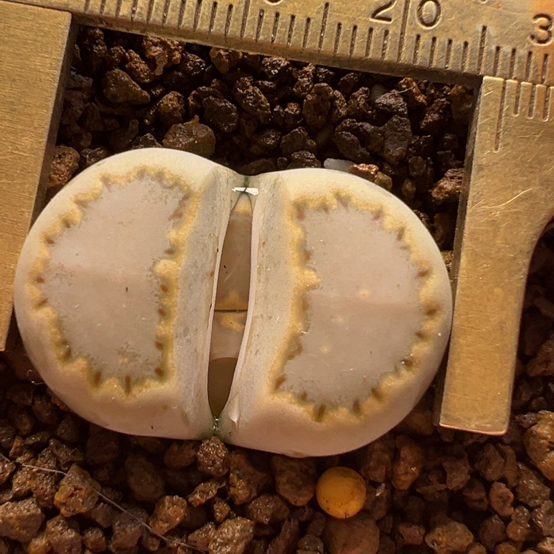 金边饼干母本带盆多肉