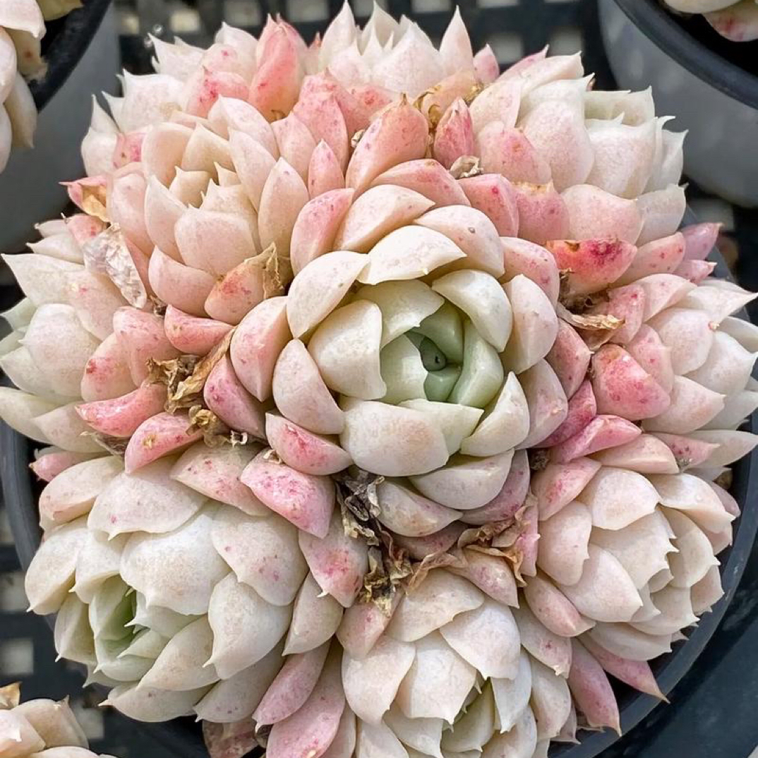 白月影多肉植物（不售后）   全场满16.8包邮，实物以直播展示为准