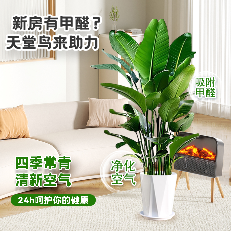 1.4-1.6米天堂鸟盆栽鹤望兰绿植物室内办公室花卉除甲醛净化空气