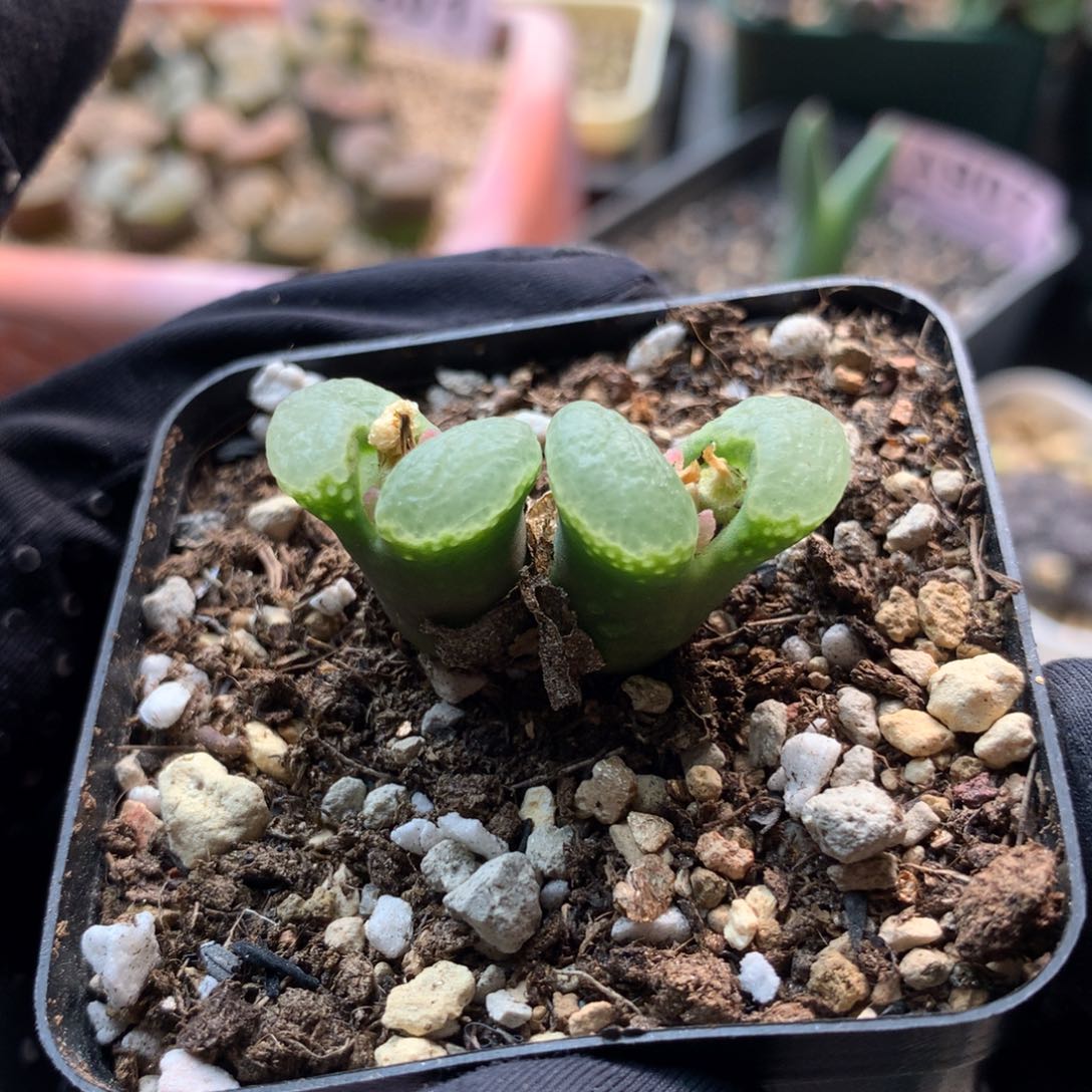 a298粉樱风铃母本