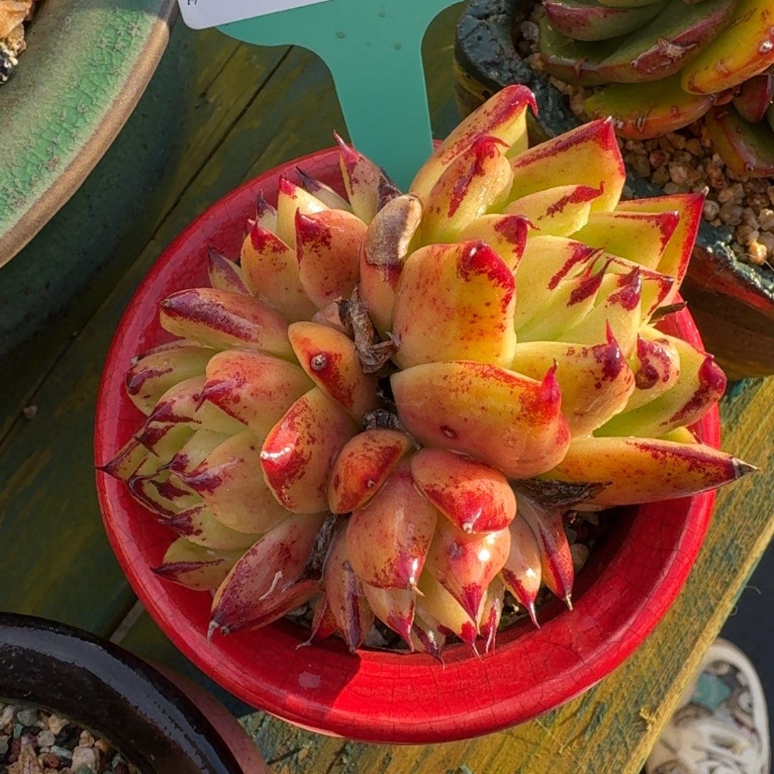 从前慢多肉精选编号1207.11