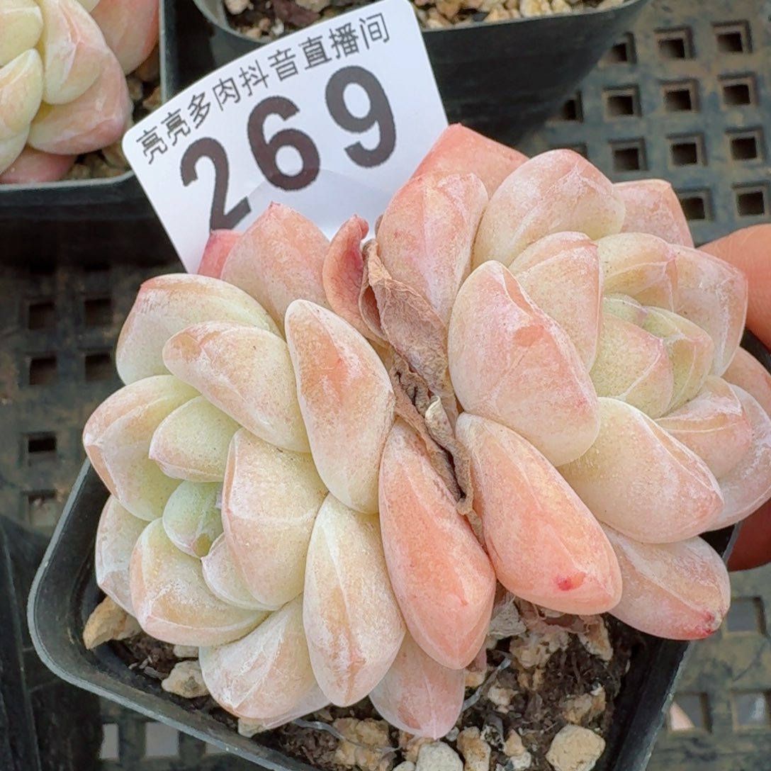 福利冰玉         多肉植物