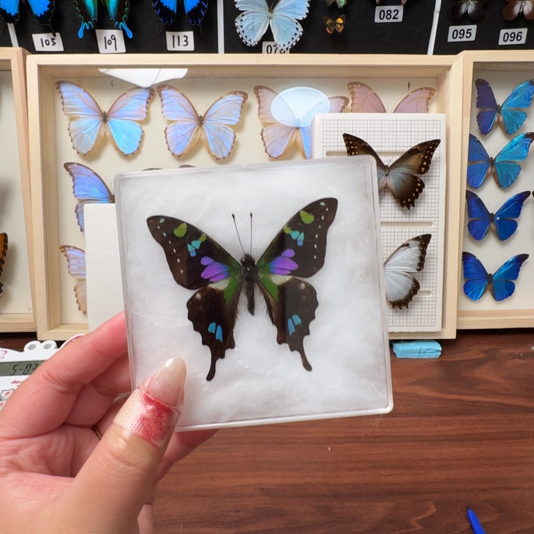 有机玻璃真实蝴蝶标本