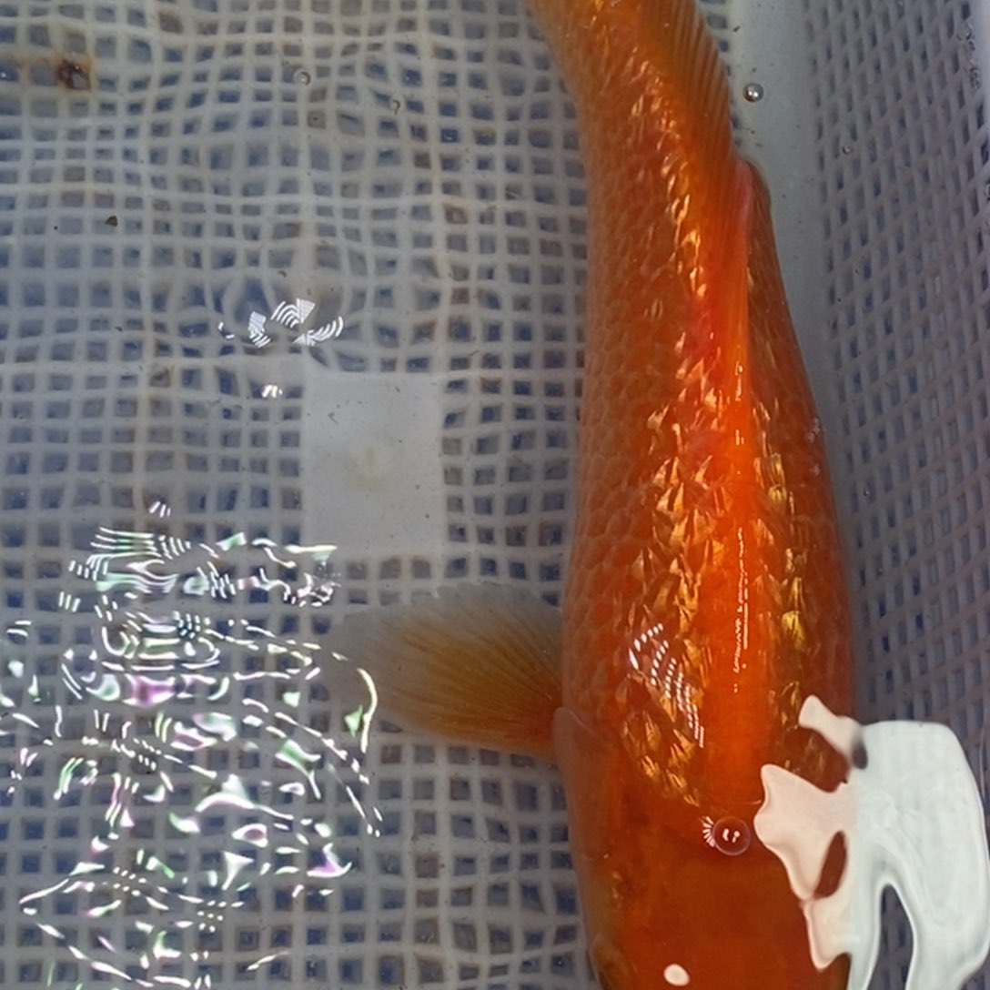 锦鲤锦鲤（无开箱视频不售后）