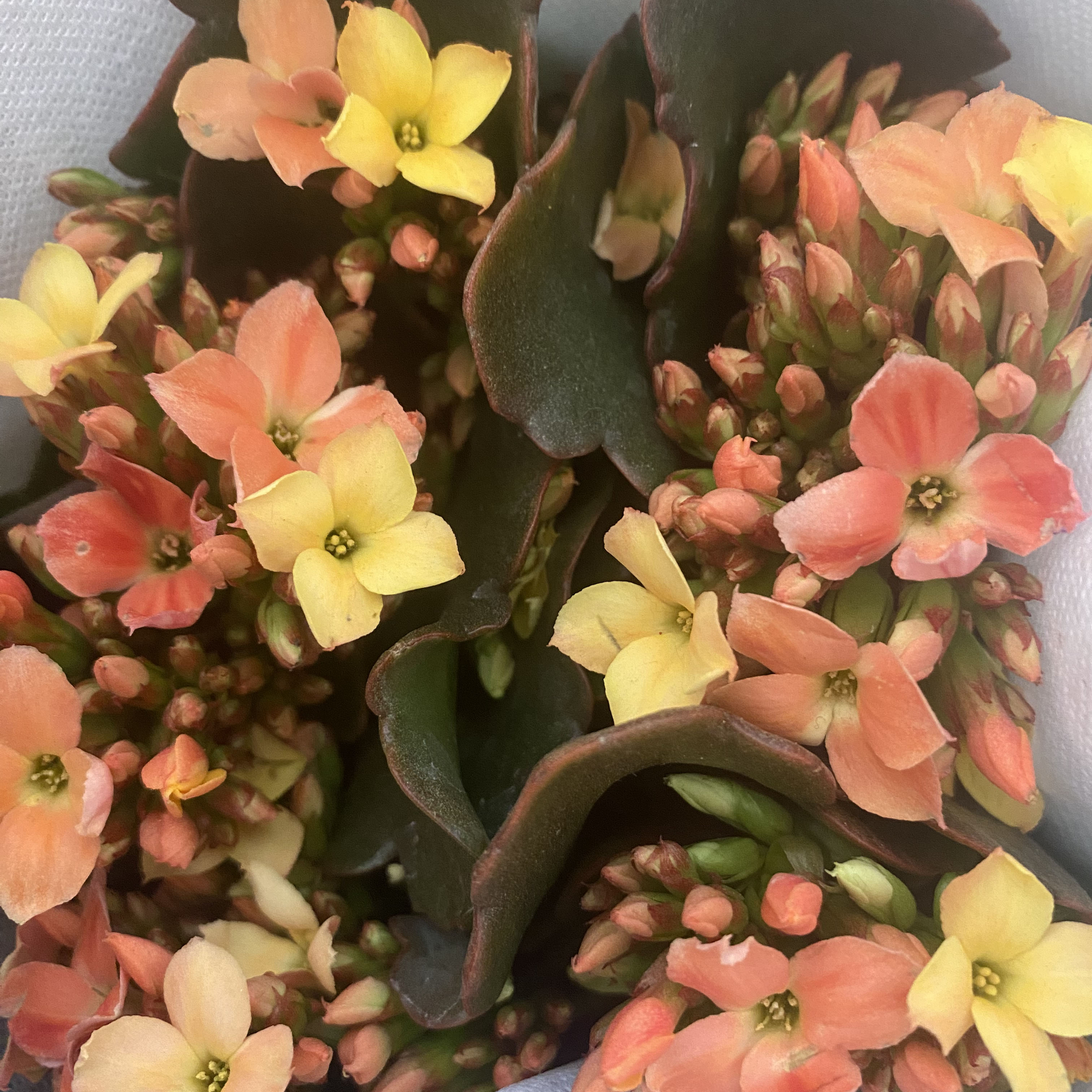 【雷诗园艺】岩丁长寿花-玛卡