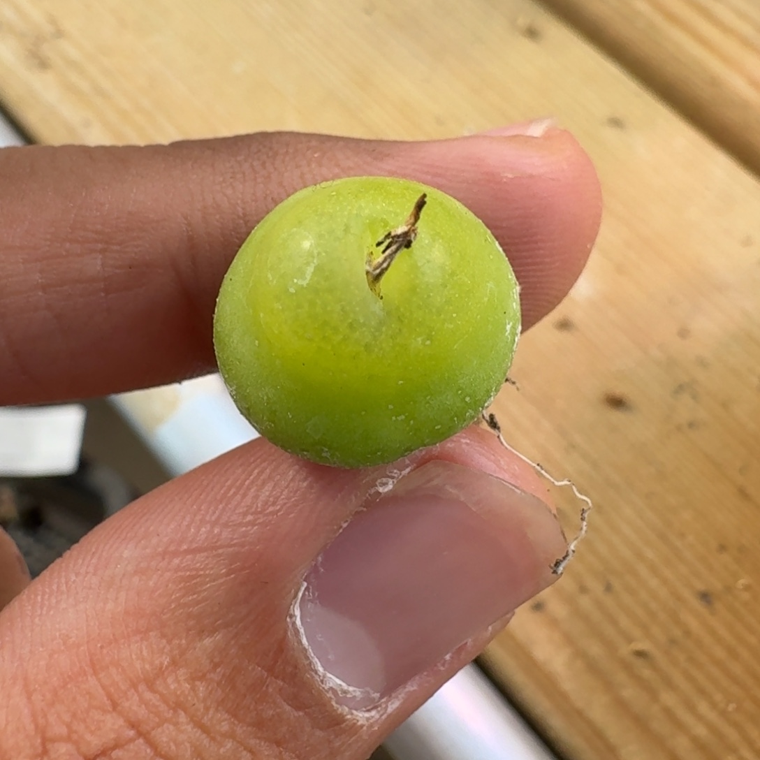 费***妞云缦精品番杏6.18