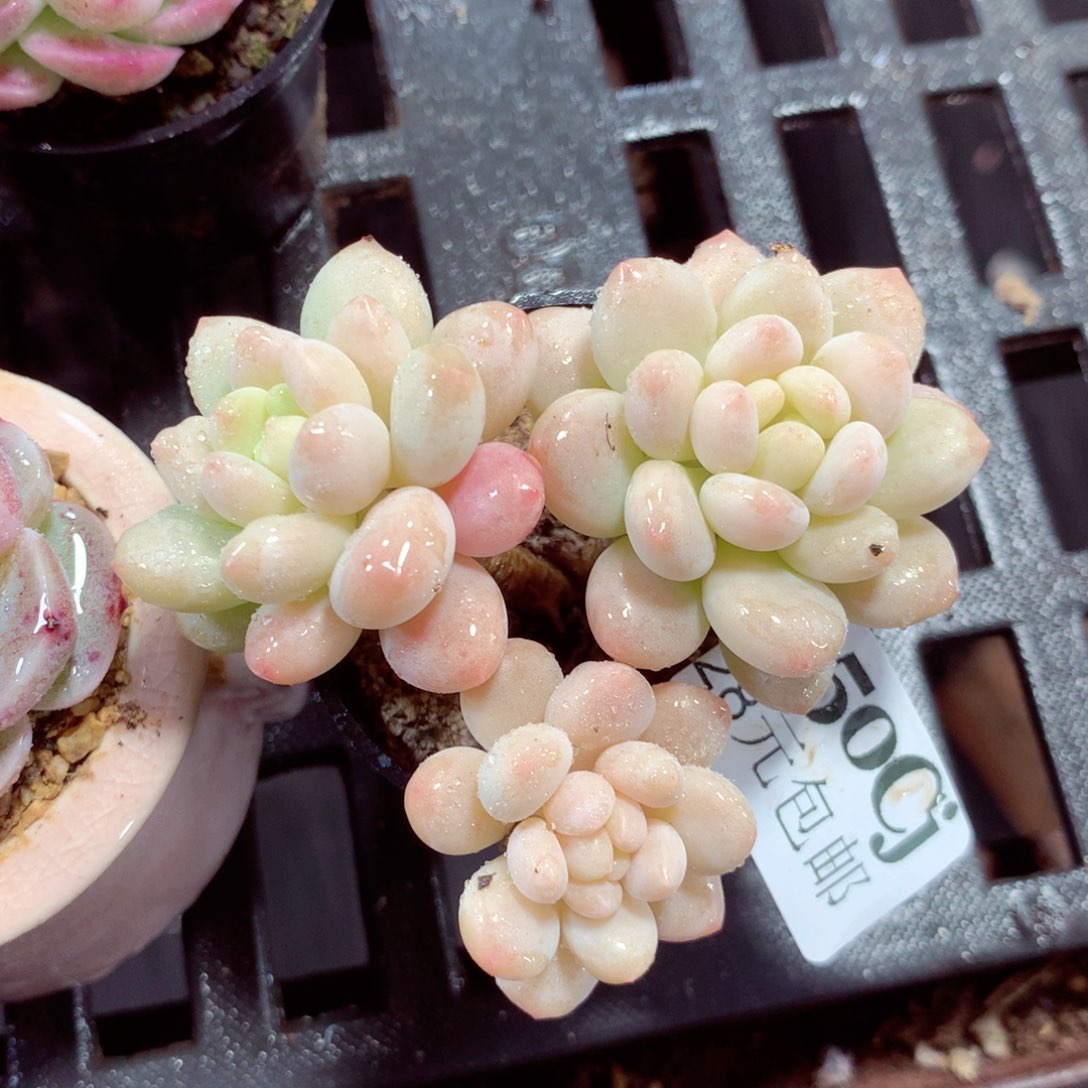 5厘米盆精控多肉050