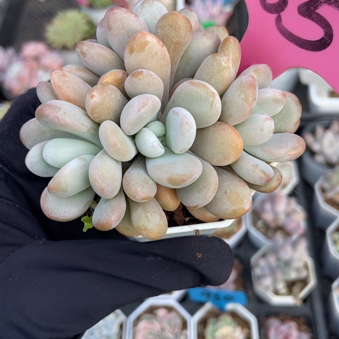 85粉兔多肉植物多肉