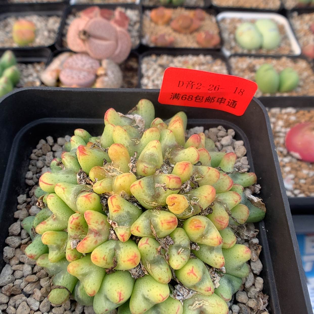 【闪购商品】2-26-18 肉锥 50带盆