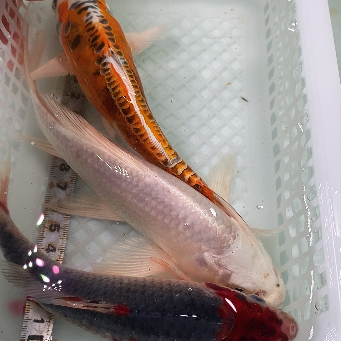 锦鲤冷水锦鲤包邮