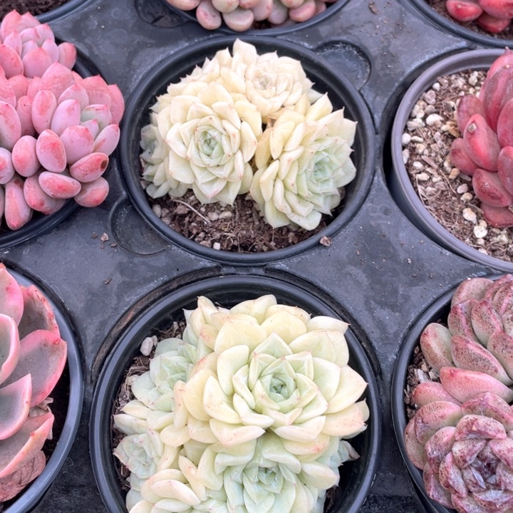 白天鹅12.8一盆,88888888888