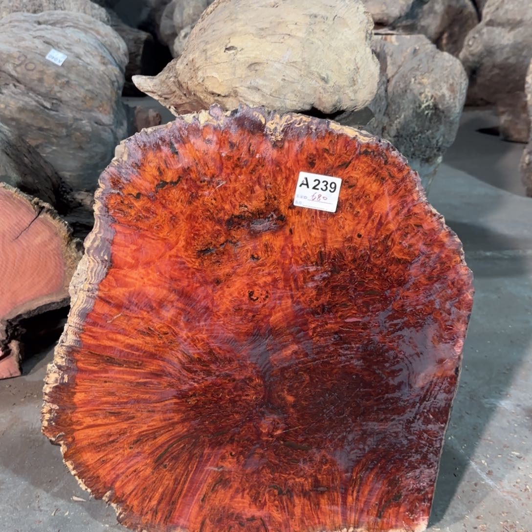 老***猫花梨木类花梨木239