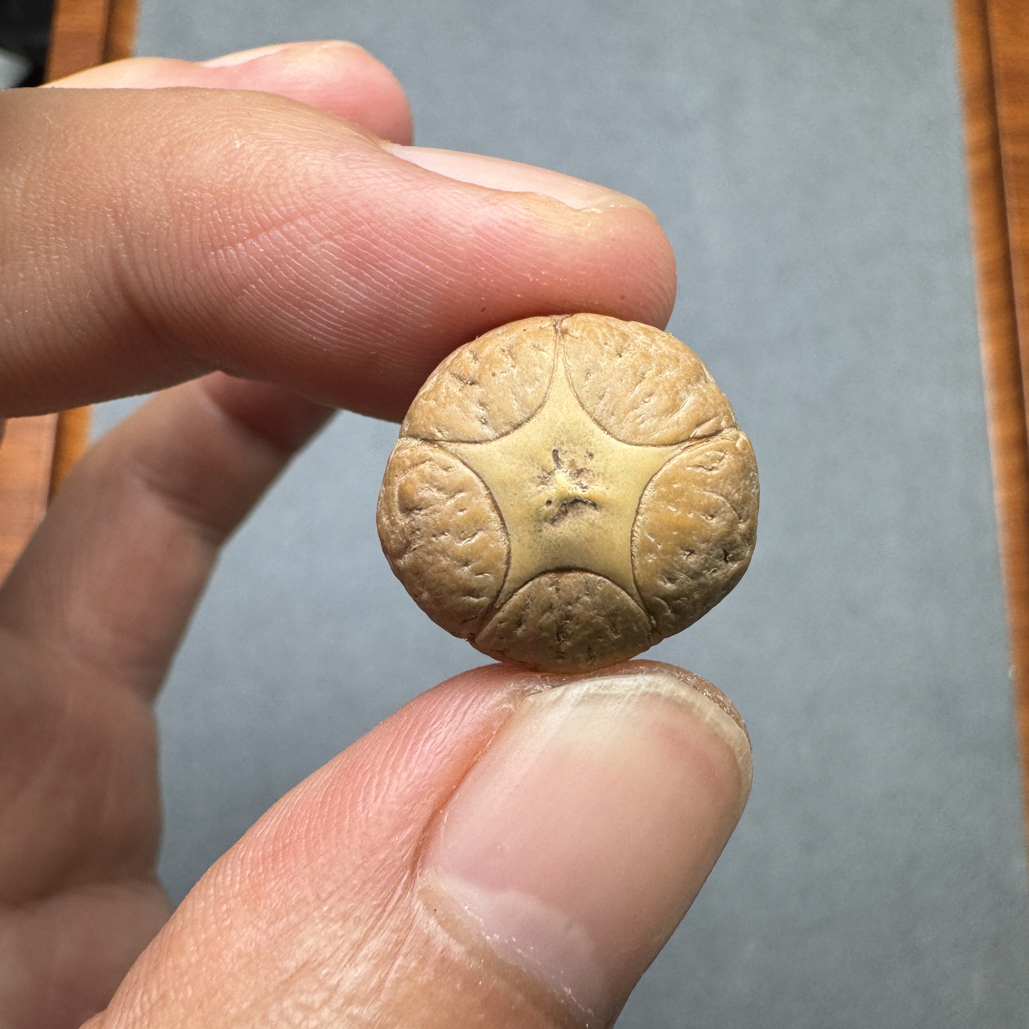 精品18+五星上将菩提凤眼菩提三通佛头，非质量问题开孔不退cj2500